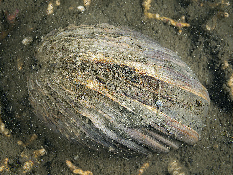 Arctica islandica